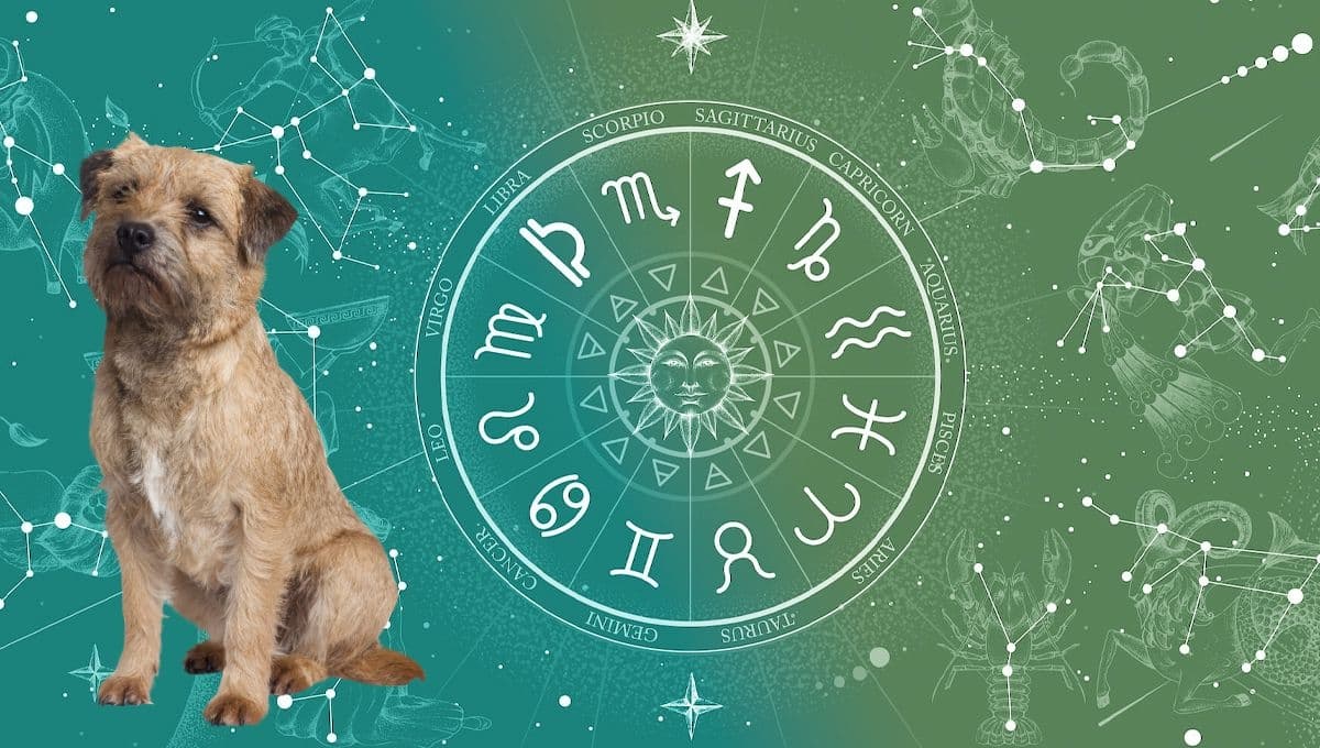 Horóscopo de tu perro: Las predicciones para tu lomito hoy viernes 22 de noviembre