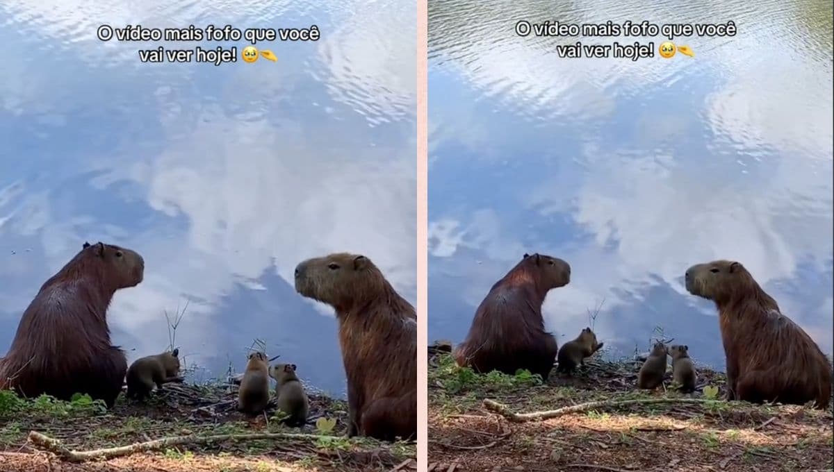 El hermoso video de una familia de capibaras disfrutando de la tranquilidad de un río