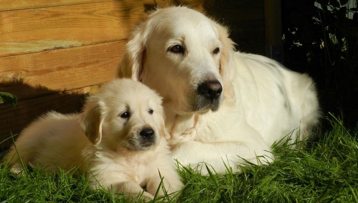¿Cómo hacer una cama para una perrita que va a parir?