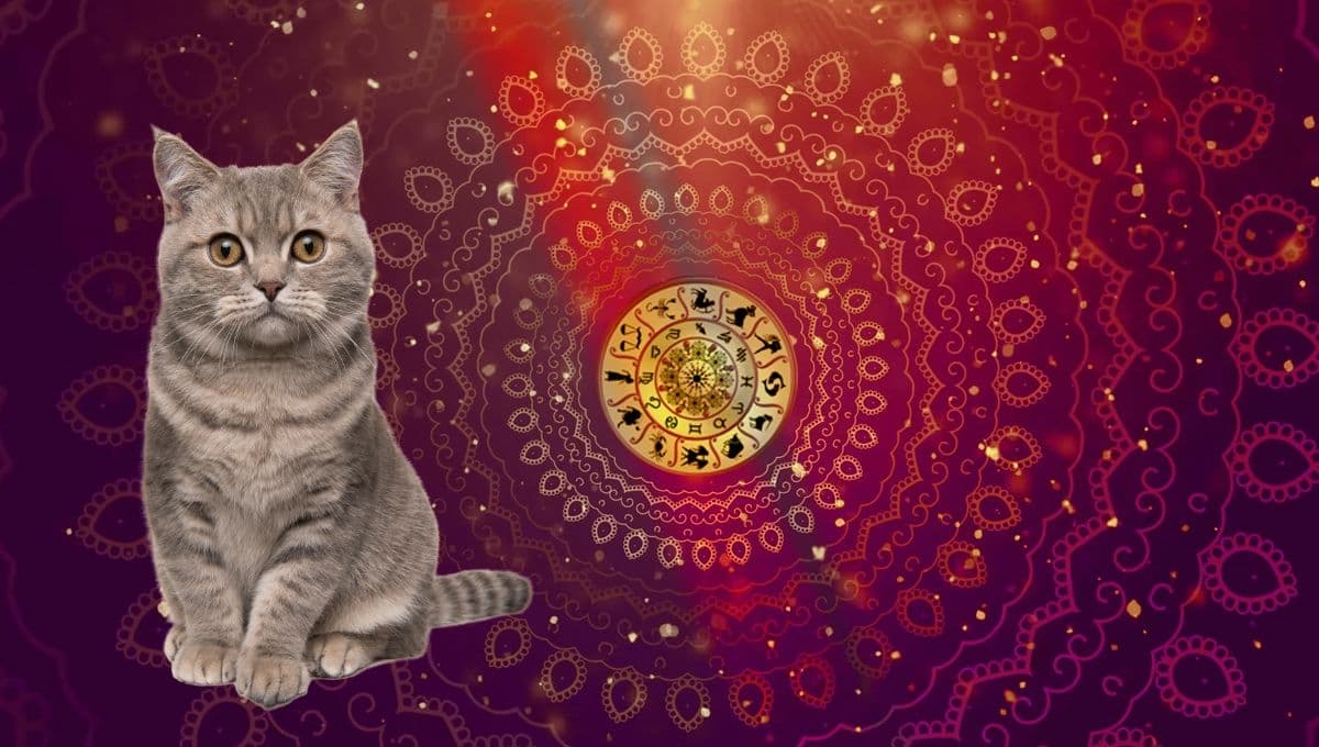 Horóscopo de tu gato: Las predicciones para tu michi hoy viernes 22 de noviembre