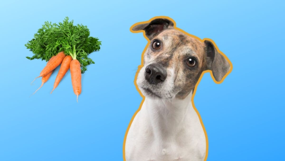 ¿Qué le pasa a un perro si come zanahoria?