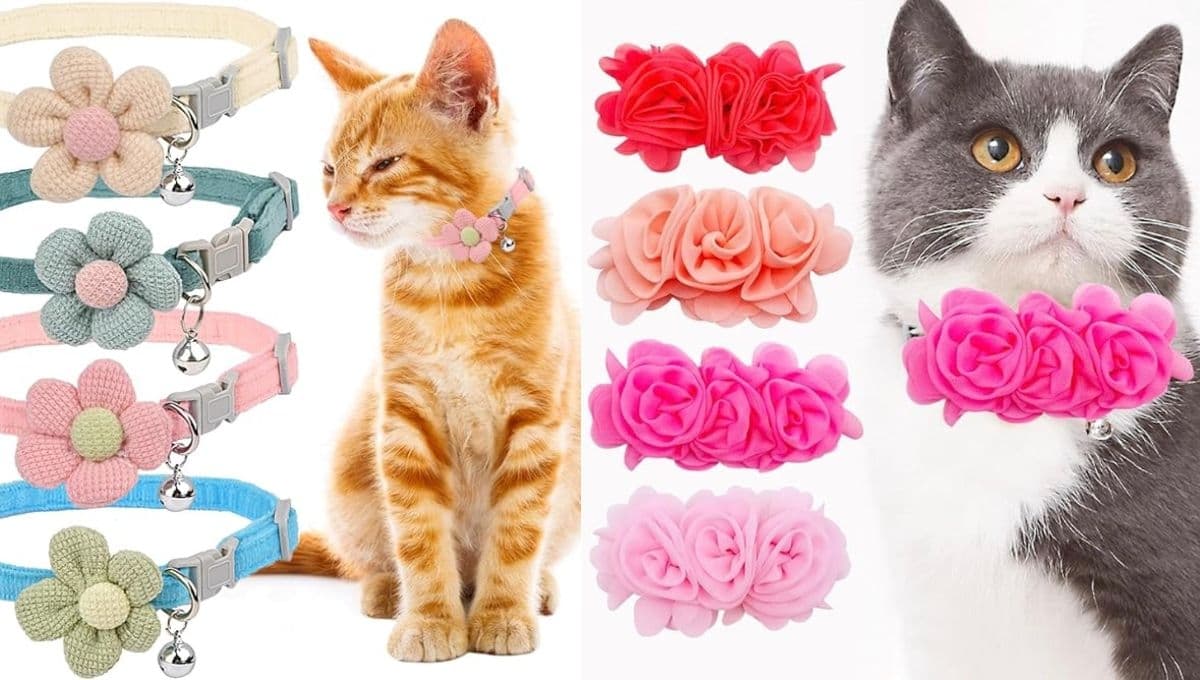 Amazon tiene los collares perfectos para gatitas que las harán lucir bonitas y coquetas