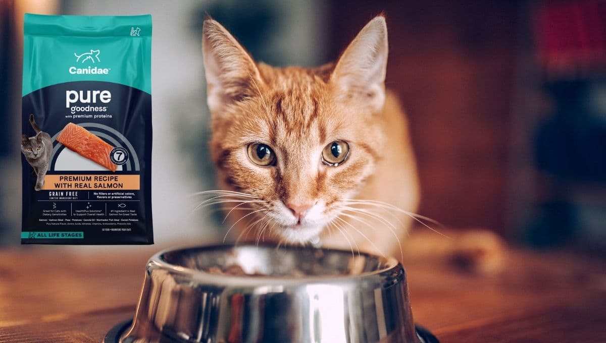Canidae Pure Salmón de Gato: ¿son buenas para los michis?