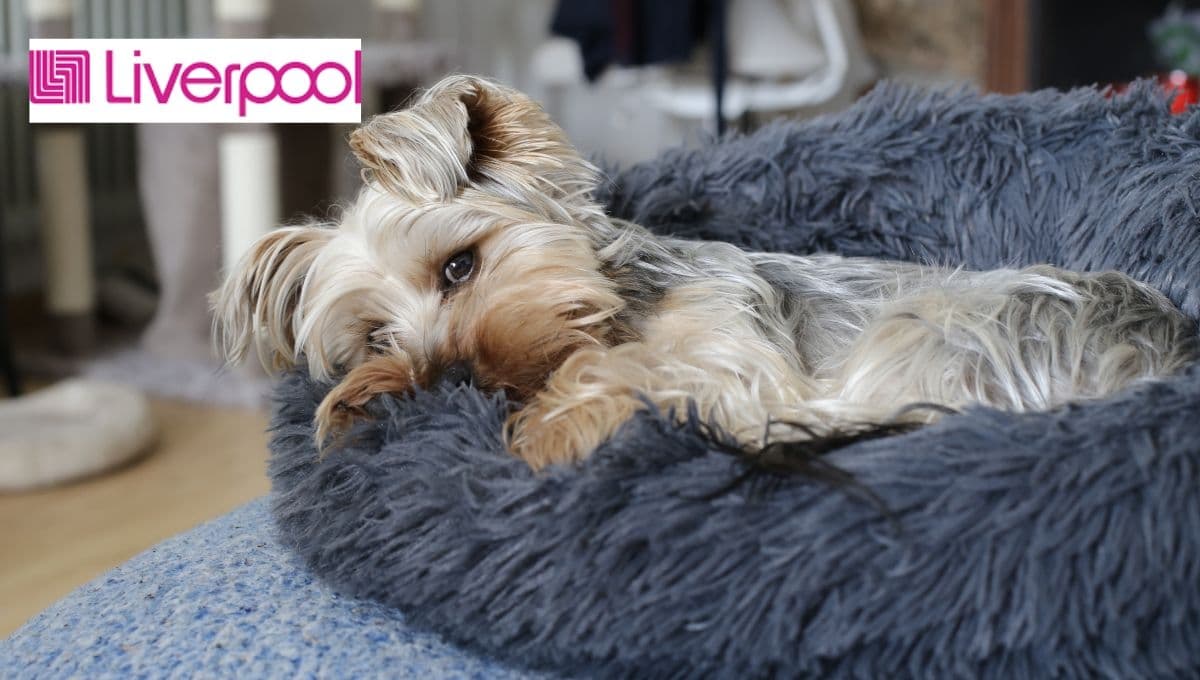Camas calientitas de Liverpool para perros: precio y especificaciones