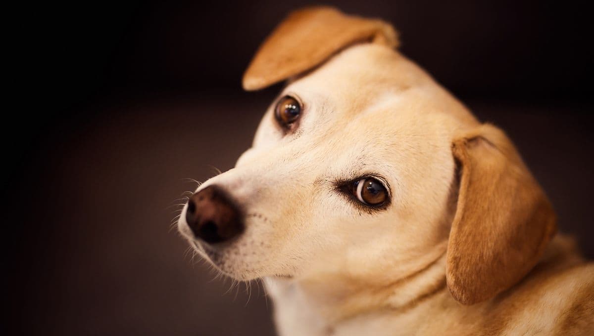 ¿Cómo saber si mi perro tiene garrapatas? 5 forma de ayudarlo