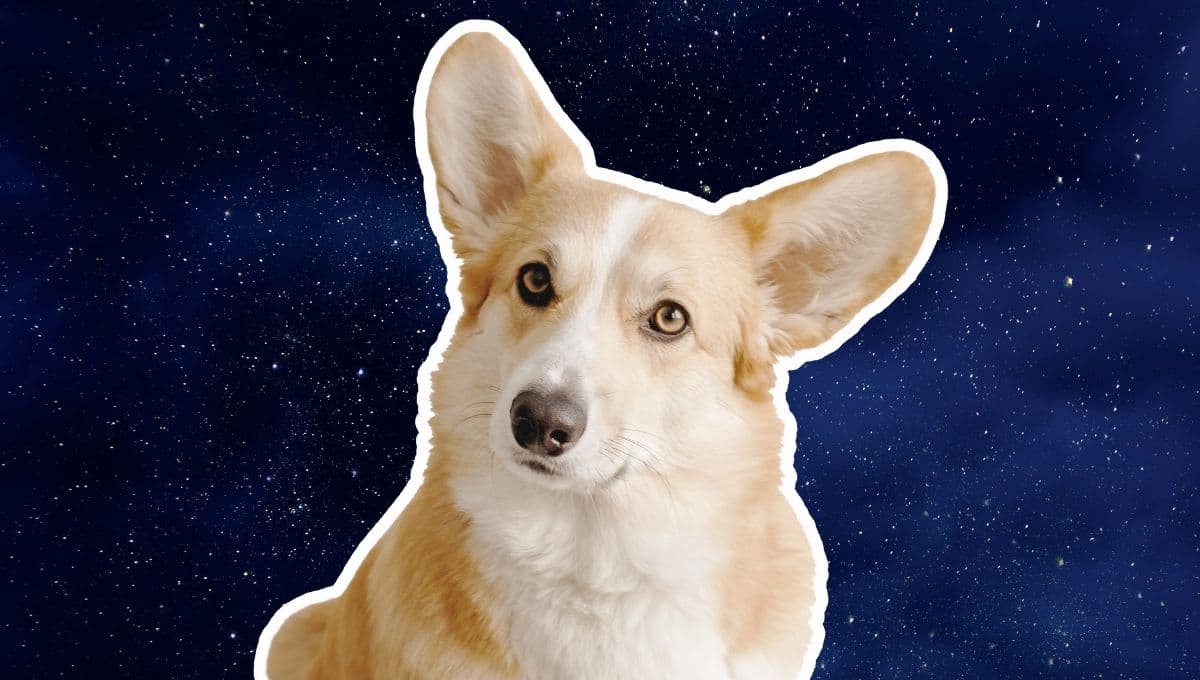 Horóscopo de tu perro: Las predicciones para tu lomito hoy sábado 23 de noviembre