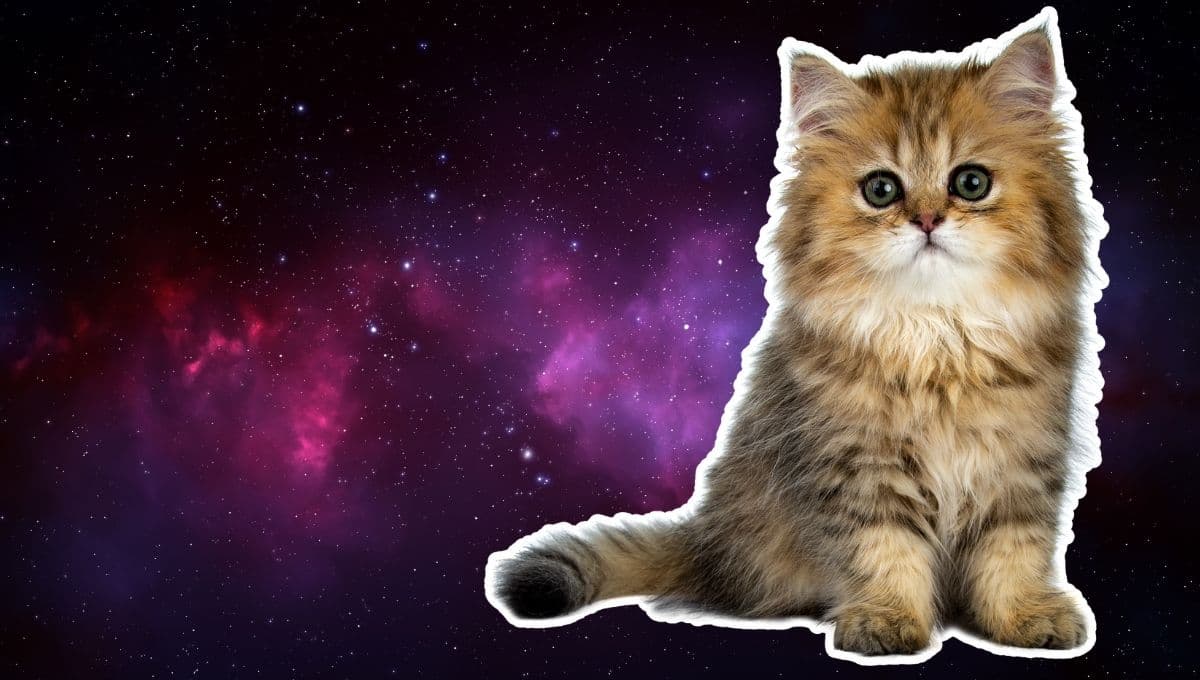 Horóscopo de tu gato: Las predicciones para tu michi hoy sábado 23  de noviembre