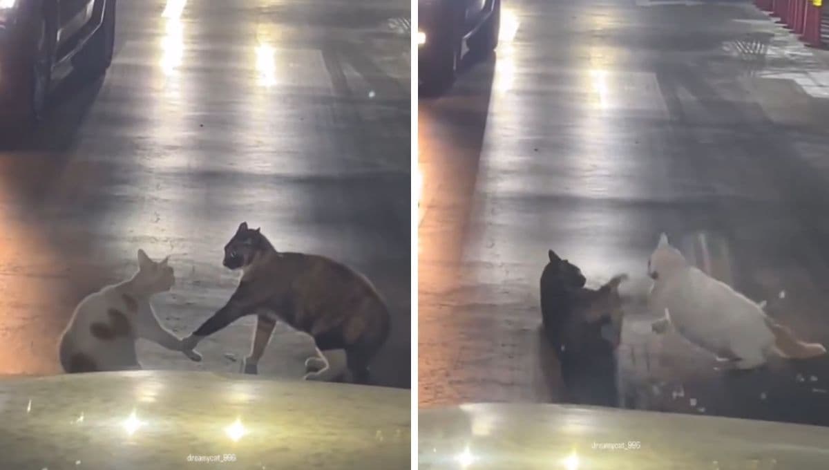 Pareja de gatos protagonizan pelea en medio de autopista y hay más drama que en cualquier telenovela