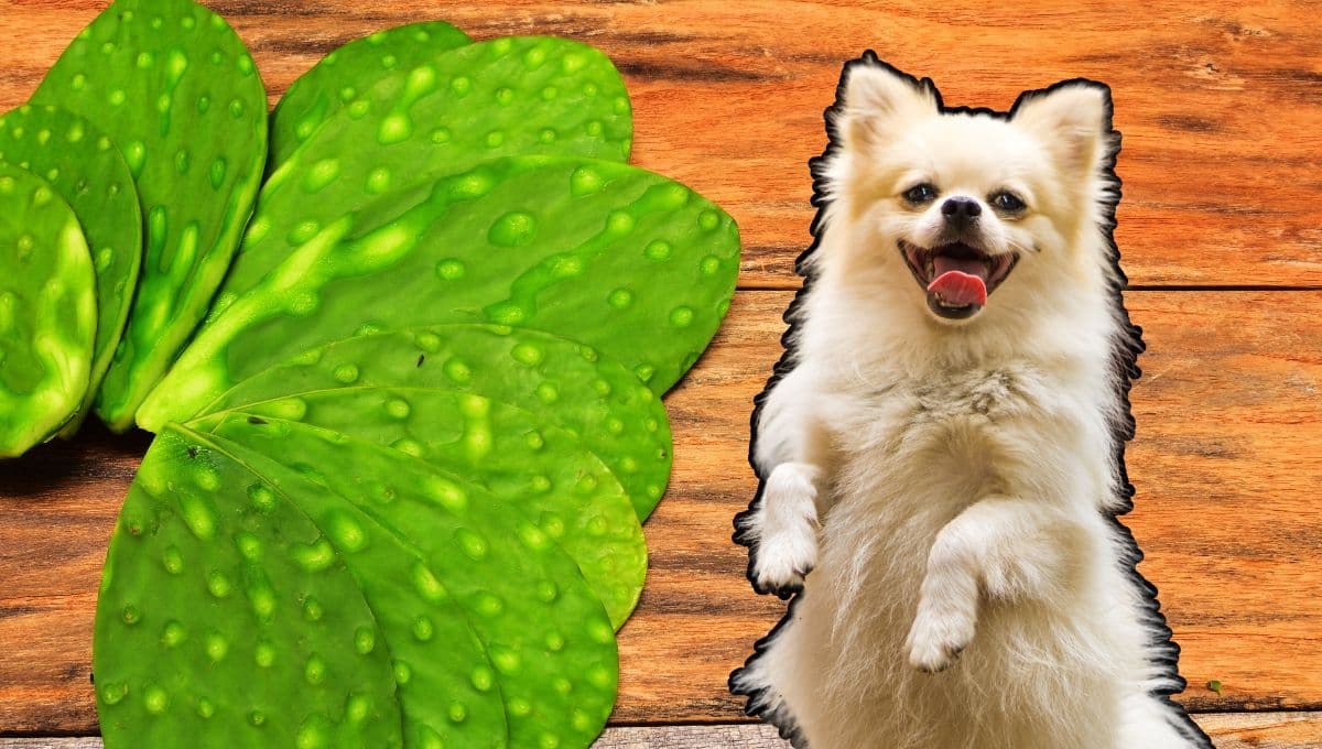 ¿Los perros pueden comer nopales?
