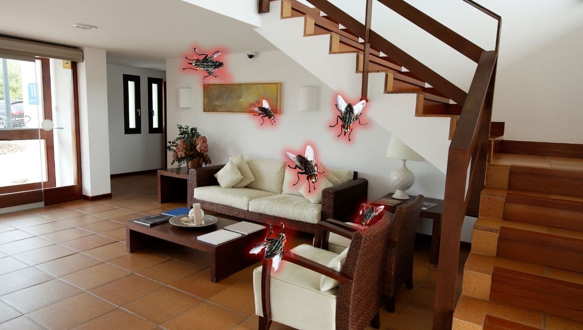¿Qué significa la presencia de moscas en la casa?