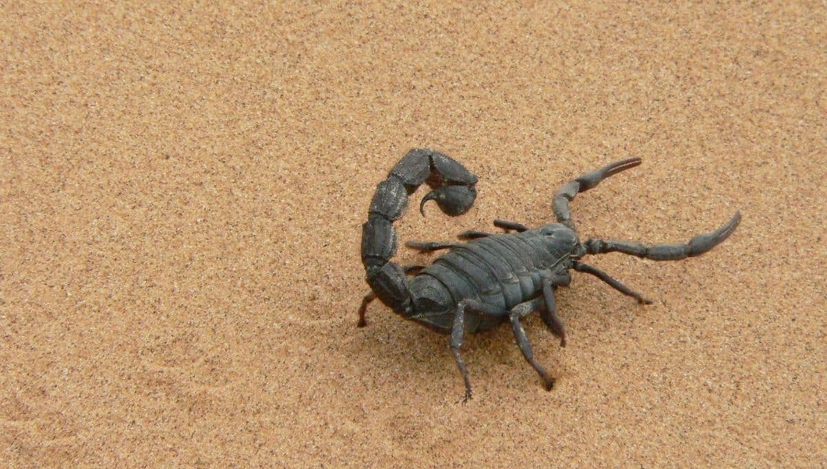 ¿Cuál es el significado espiritual de encontrar alacranes en tu casa?