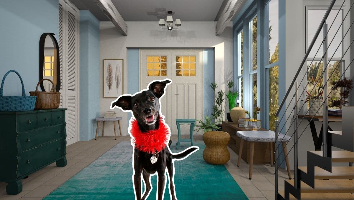 ¿Por qué mi perro inclina la cabeza hacia un lado? Cuidado, podría ser síndrome vestibular