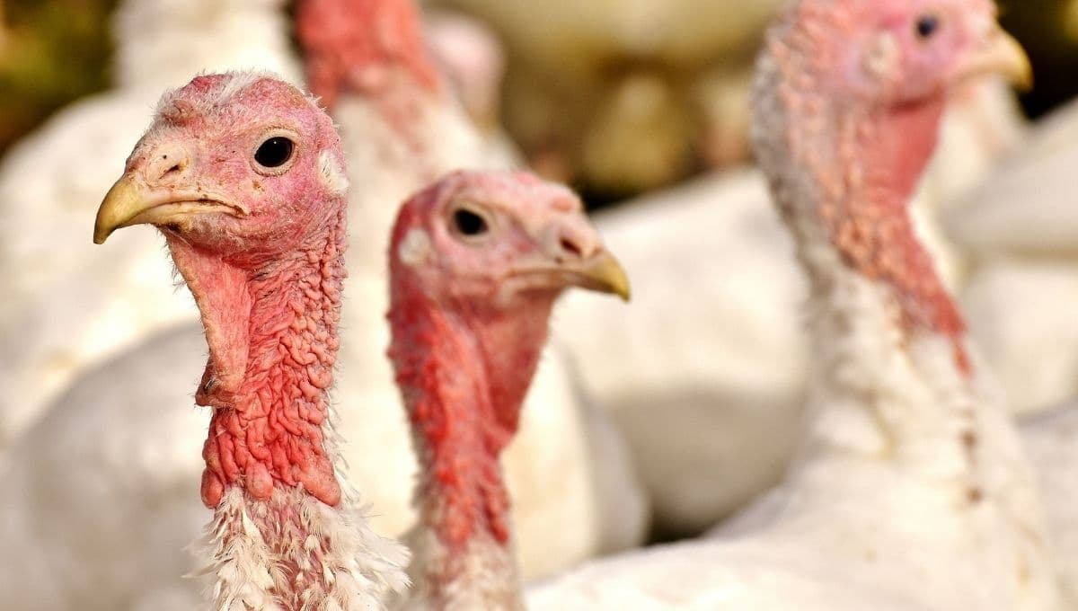 Pavos SUFREN el Día de Acción de Gracias: PETA revela aberrante situación antes de ser vendidos