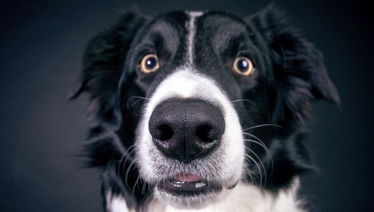 3 palabras que JAMÁS le debes decir a tu perro