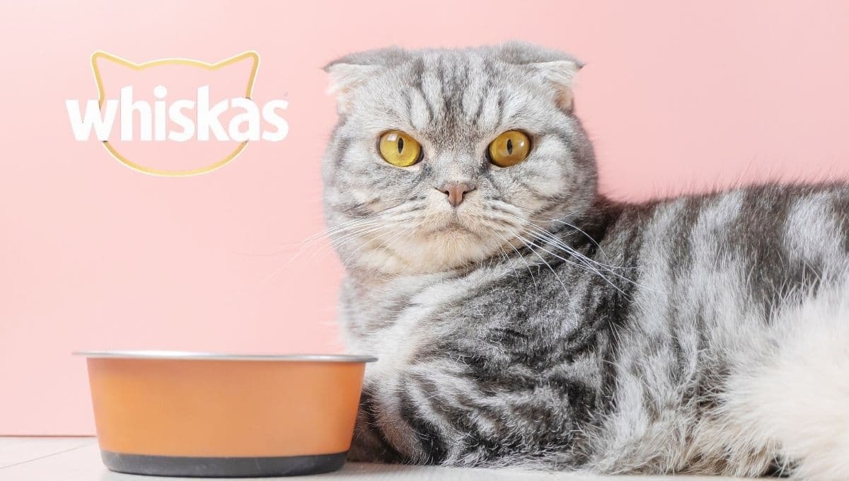 ¿Por qué NO debes alimentar a tu gato con Whiskas? Razones que te harán dejar de comprarlo