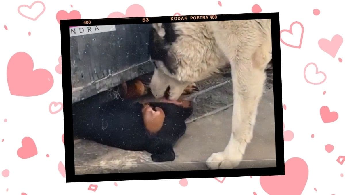 ¿Amor prohibido? Perritos se ven para darse besos "a escondidas" de sus dueños
