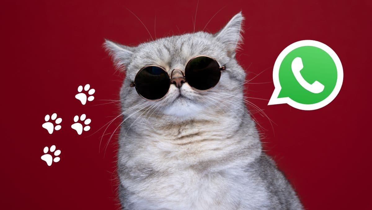 Modo gato en WhatsApp: ¿Qué es y cómo activarlo para llevar a tu michi a todas partes?