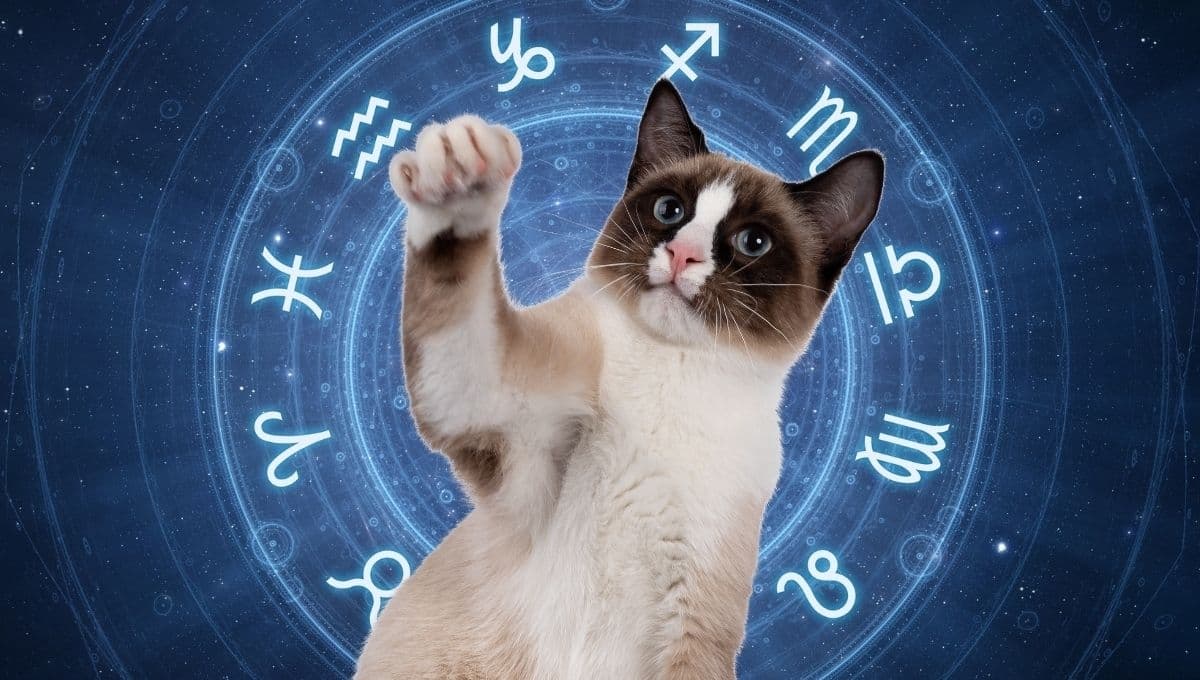 Horóscopo de tu gato: Las predicciones para tu michi hoy miércoles 27 de noviembre