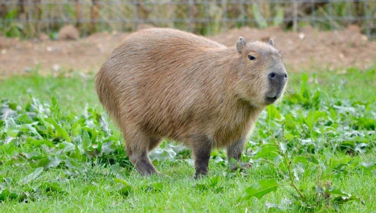 ¿Cuánto cuesta un permiso para tener un capibara como mascota en México 2025?