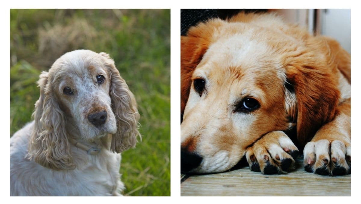 5 características que revelan que un perro ya está viejo