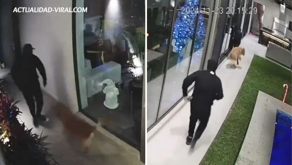 Golden Retriever FRUSTRA asalto en Monterrey y salva a familia | VIDEO