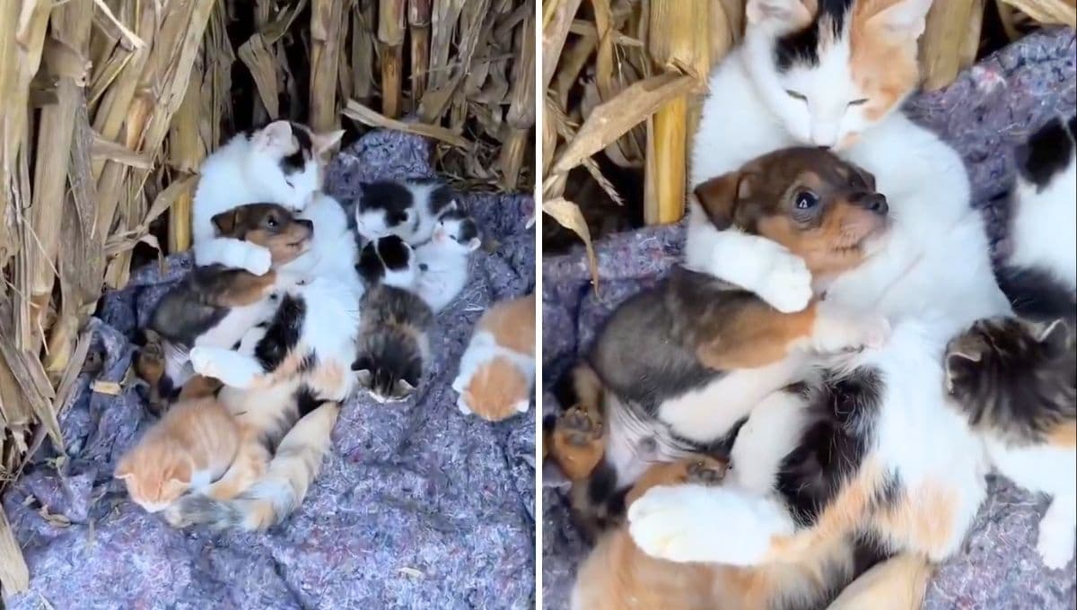 Amor de madre: gatita adopta a perrito de la calle y le da amor como si fuera su hijo | VIDEO