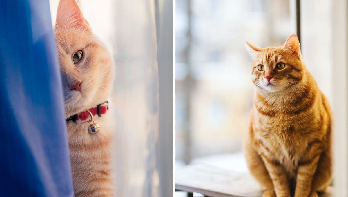 5 fotos de gatitos deseando buenas noches para enamorar a tu crush