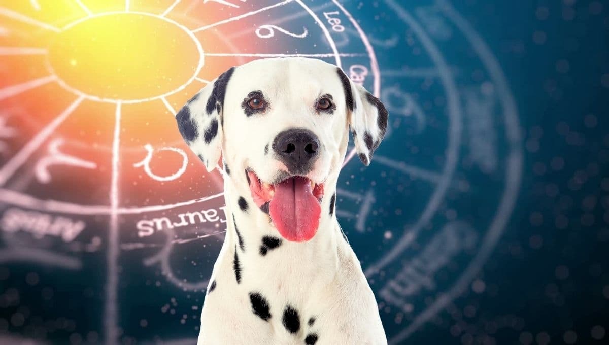Horóscopo de tu perro: Las predicciones para tu lomito hoy miércoles 27 de noviembre