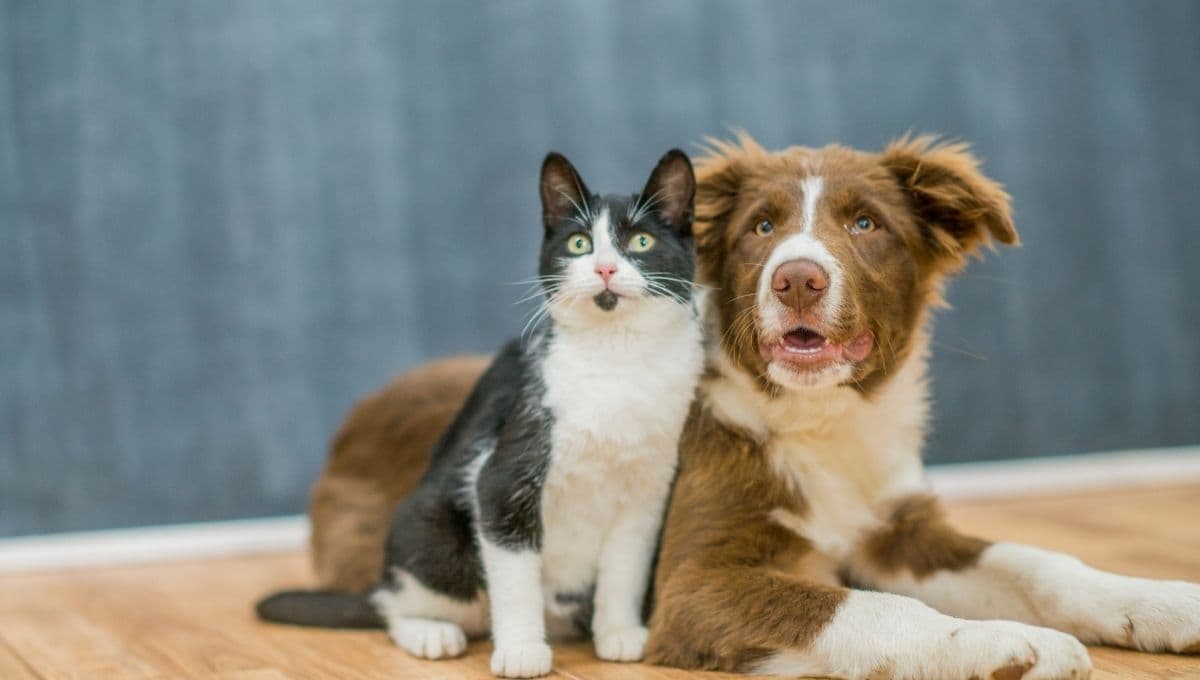 5 razas de perros que se llevan MAL con gatos