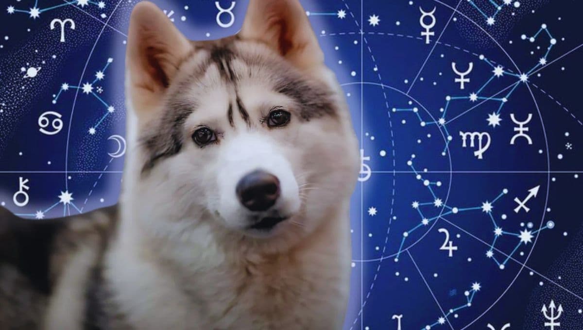 Horóscopo de tu perro: Las predicciones para tu lomito hoy lunes 2 de diciembre