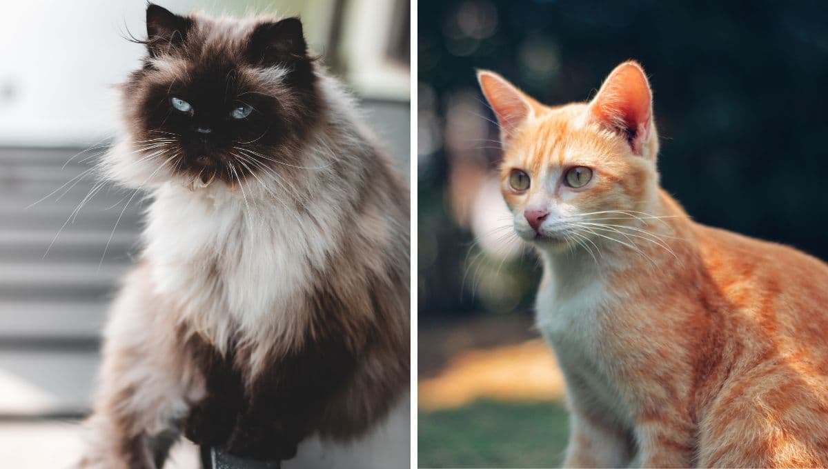 Test de sólo 3 preguntas para saber su tu gato se quiere ir de casa