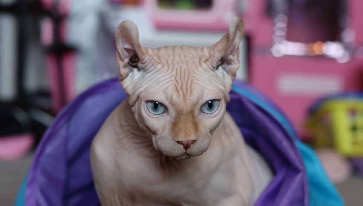 ¿Cuáles son los gatos menos cariñosos?