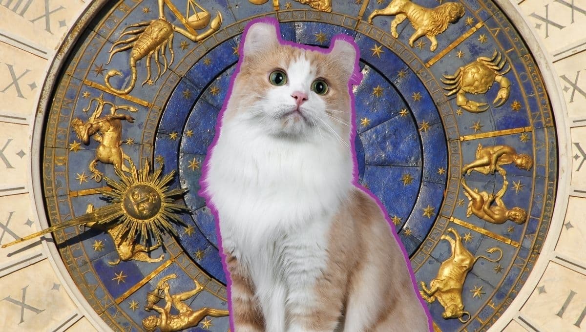 Horóscopo de tu gato: Las predicciones para tu michi hoy jueves 28 de noviembre