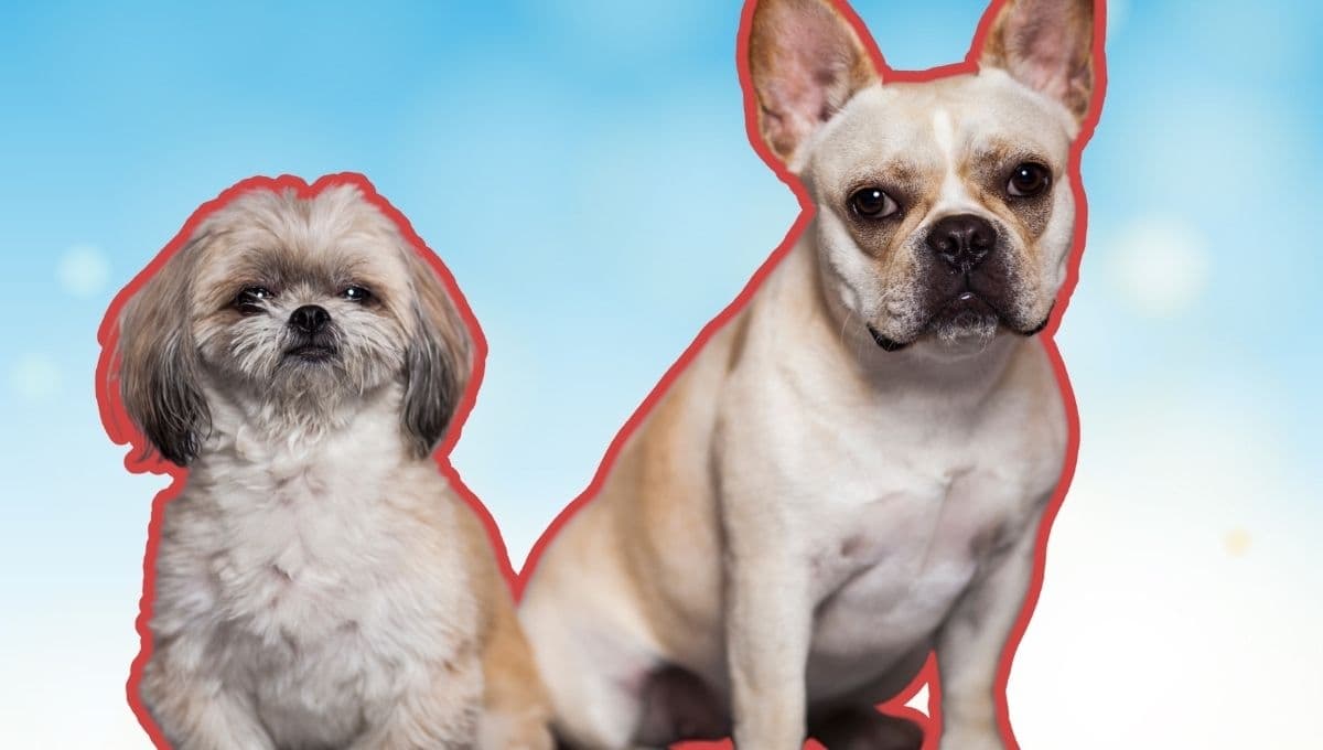 10 nombres para perros pequeños con significado bonito