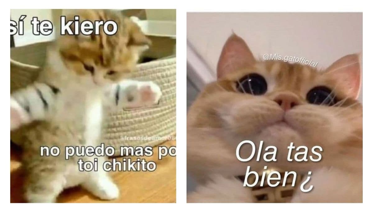 5 MEMES de gatitos para conquistar a tu crush eternamente