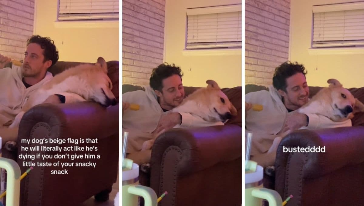 VIDEO: Perrito es captado haciendo drama luego de que su dueño no le da comida