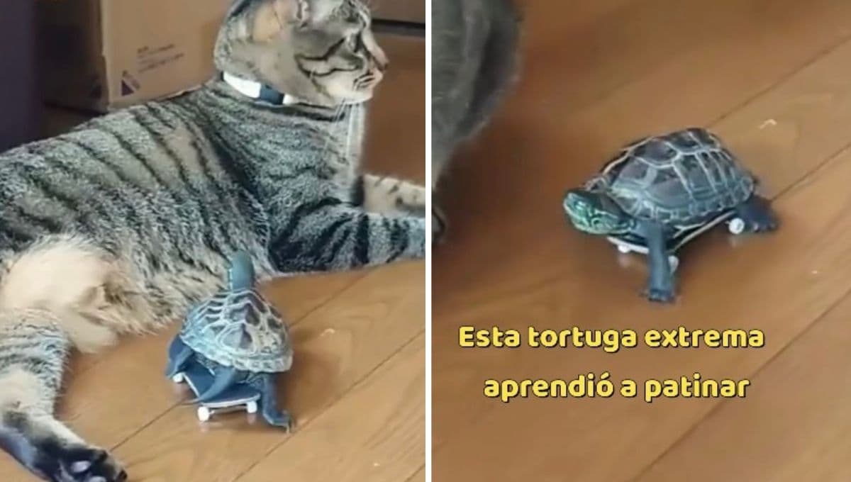 Tortuga aprende a andar en patineta solo para molestar a su amigo gato | VIDEO