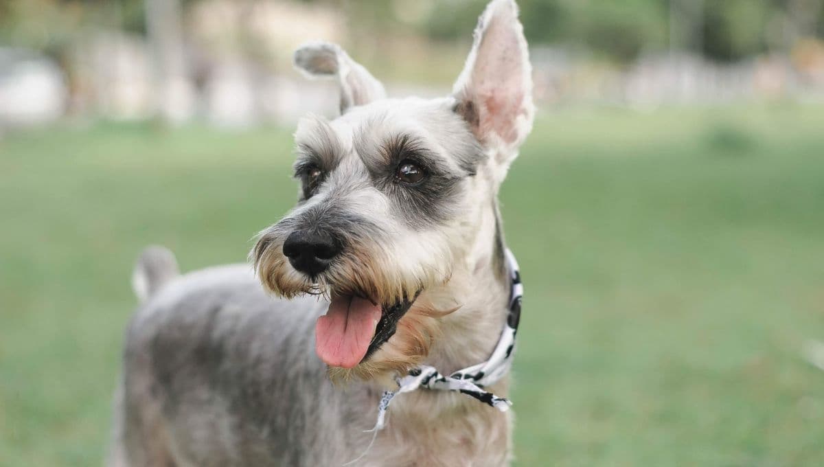 ¿Cómo les gusta jugar a los schnauzer? 5 consejos para hacer feliz a tu lomito