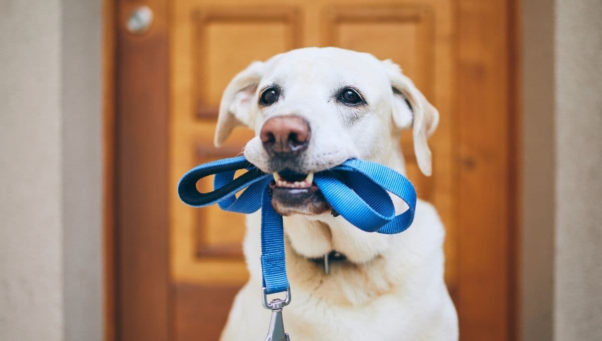 ¿Por qué es importante sacar a pasear a tu perro?
