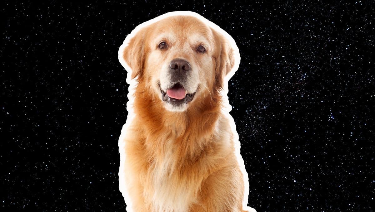 Horóscopo de tu perro: Las predicciones para tu lomito hoy viernes 29 de noviembre