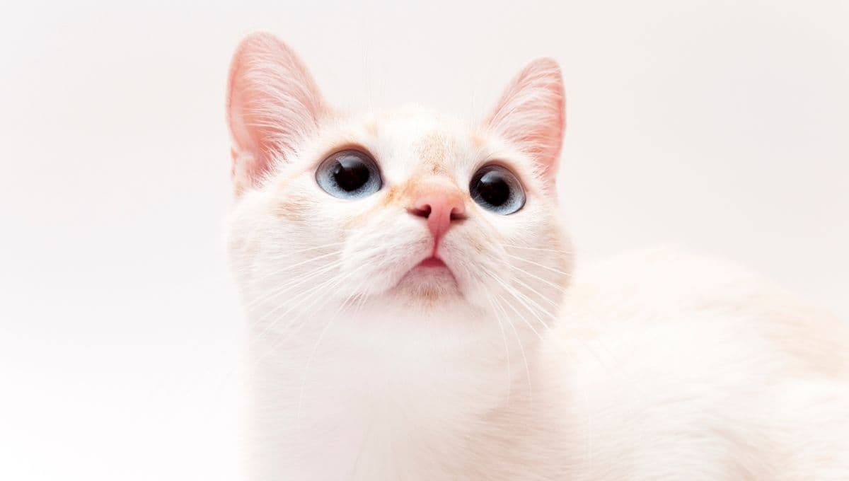 ¿Cuantos años puede vivir un gato blanco?