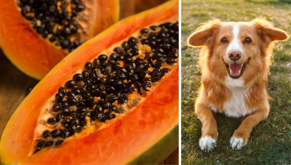 ¿Los perros pueden comer papaya? Las frutas que más les encantan