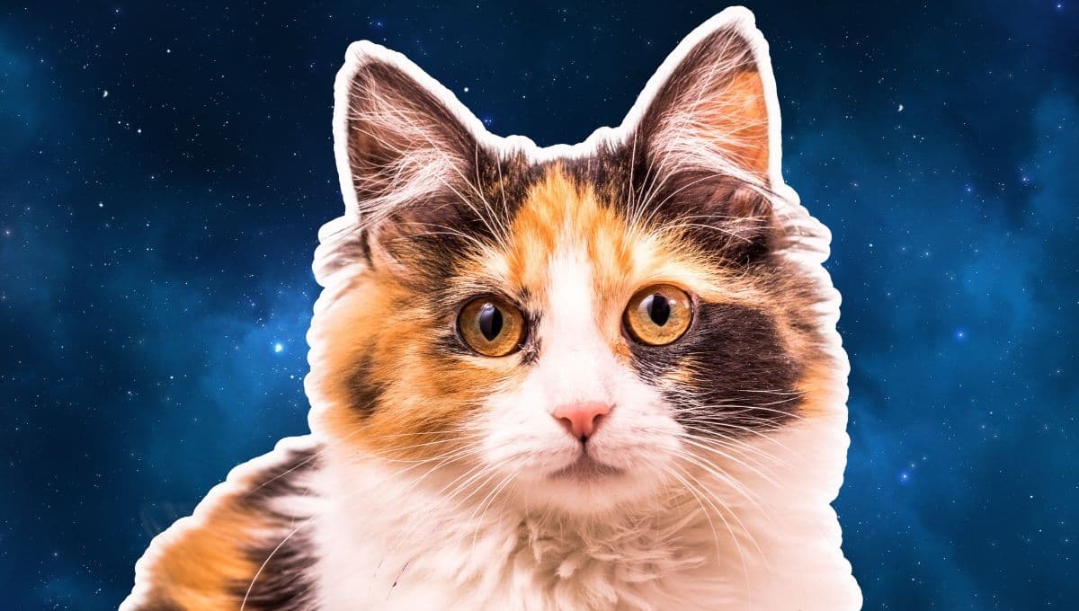 Horóscopo de tu gato: Las predicciones para tu michi hoy viernes 29 de noviembre