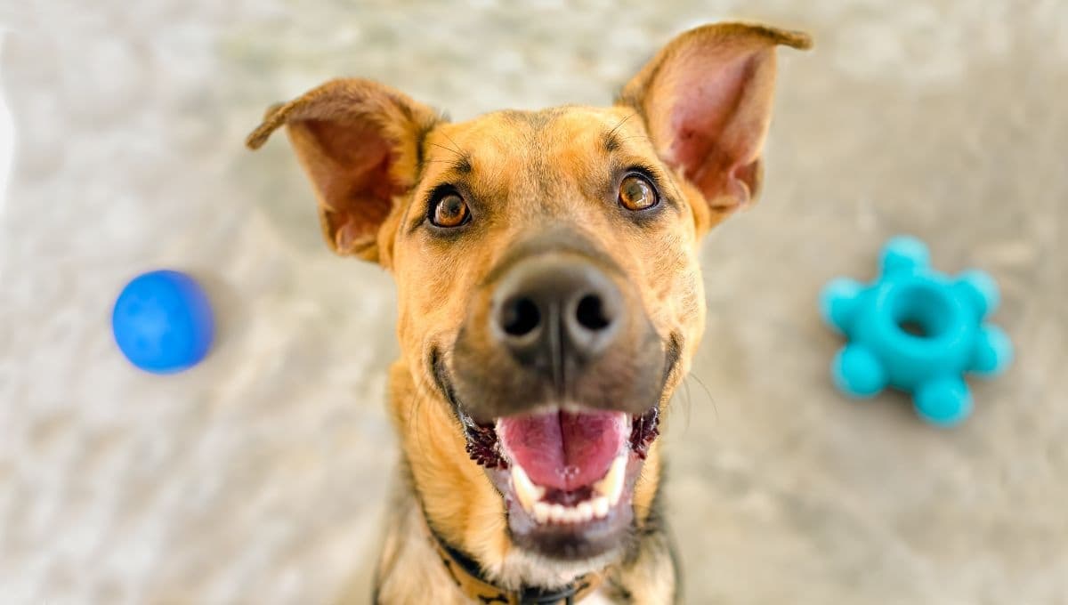¿Adolescencia en perros? Síntomas, cuánto dura y cómo identificarla