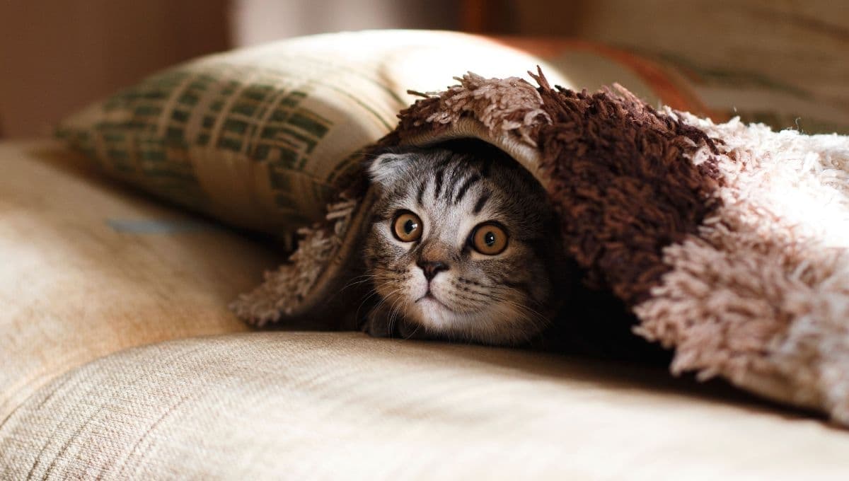 ¿Por qué mi gato se esconde en casa? Razones y soluciones