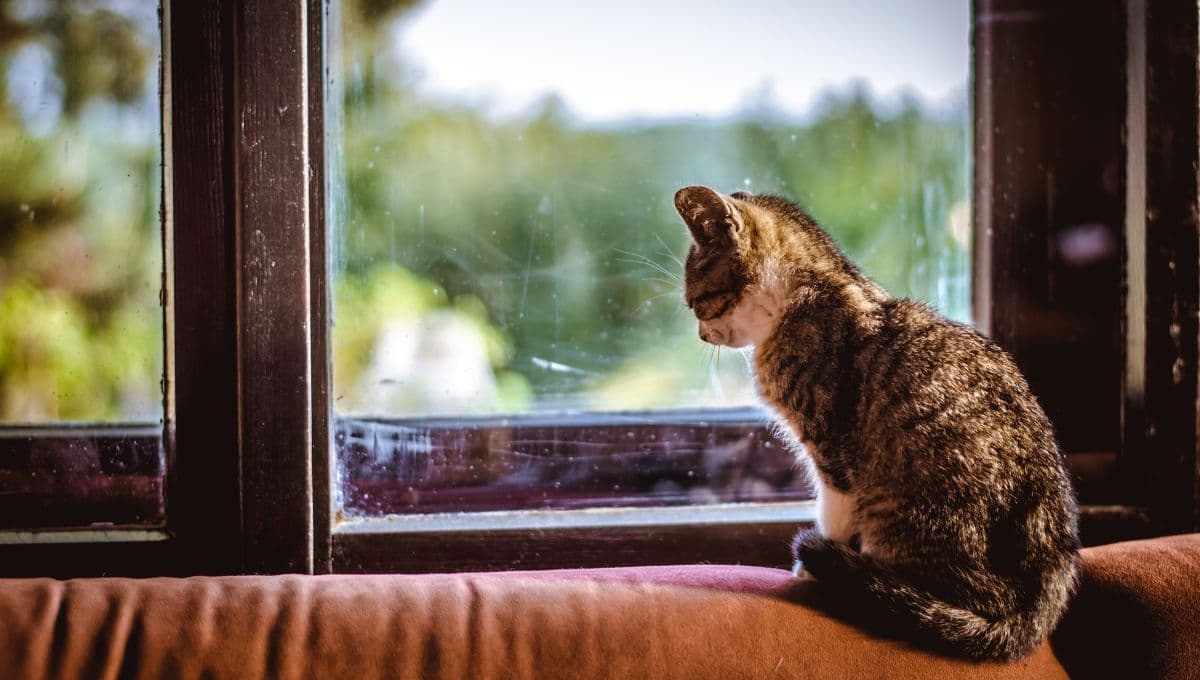 ¿Cómo entretener a un gato que se queda solo? 5 formas de divertirlo