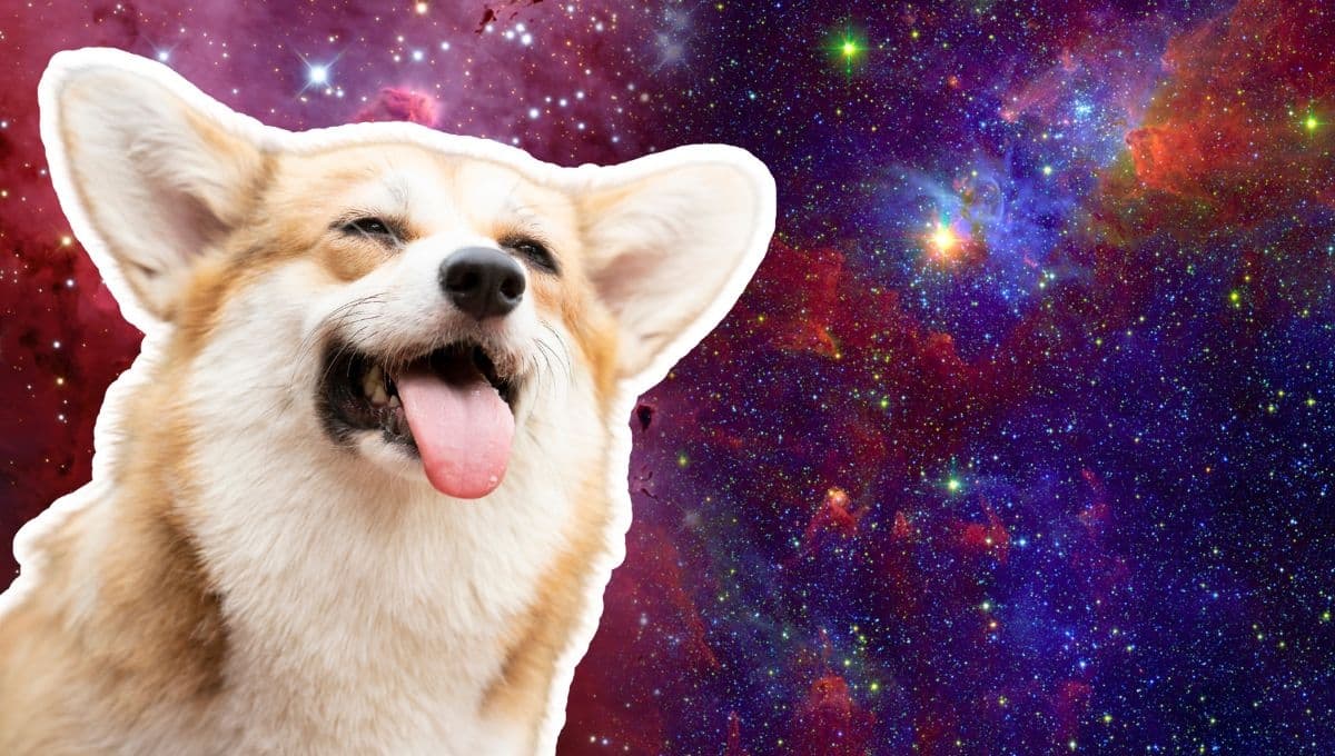 Horóscopo de tu perro: Las predicciones para tu lomito hoy sábado 30 de noviembre