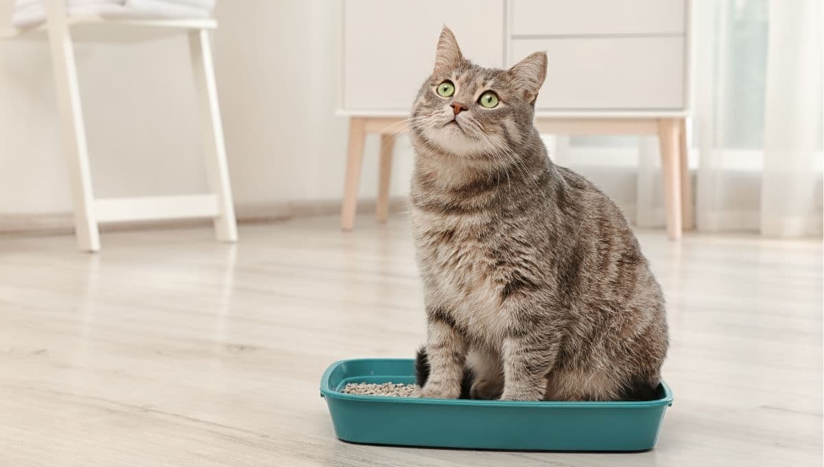 ¿Cuál es el mejor arenero para tu gato, según la ciencia?
