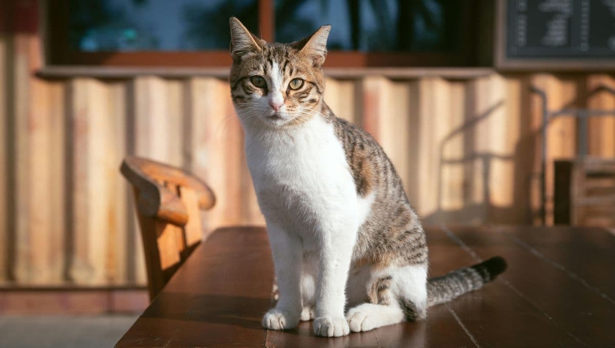 Cómo educar a un gato para que no se suba a la mesa paso a paso