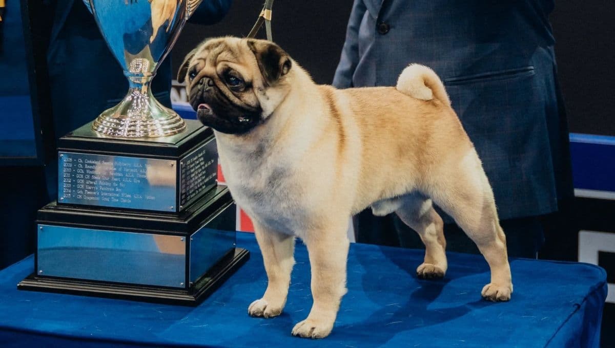 La historia de Vito, el primer Pug en ganar el National Dog Show